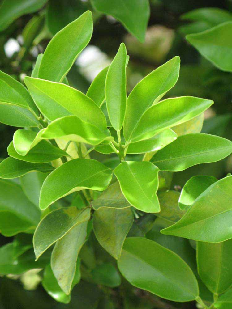              Sun leaves (Winter Haven, FL)       